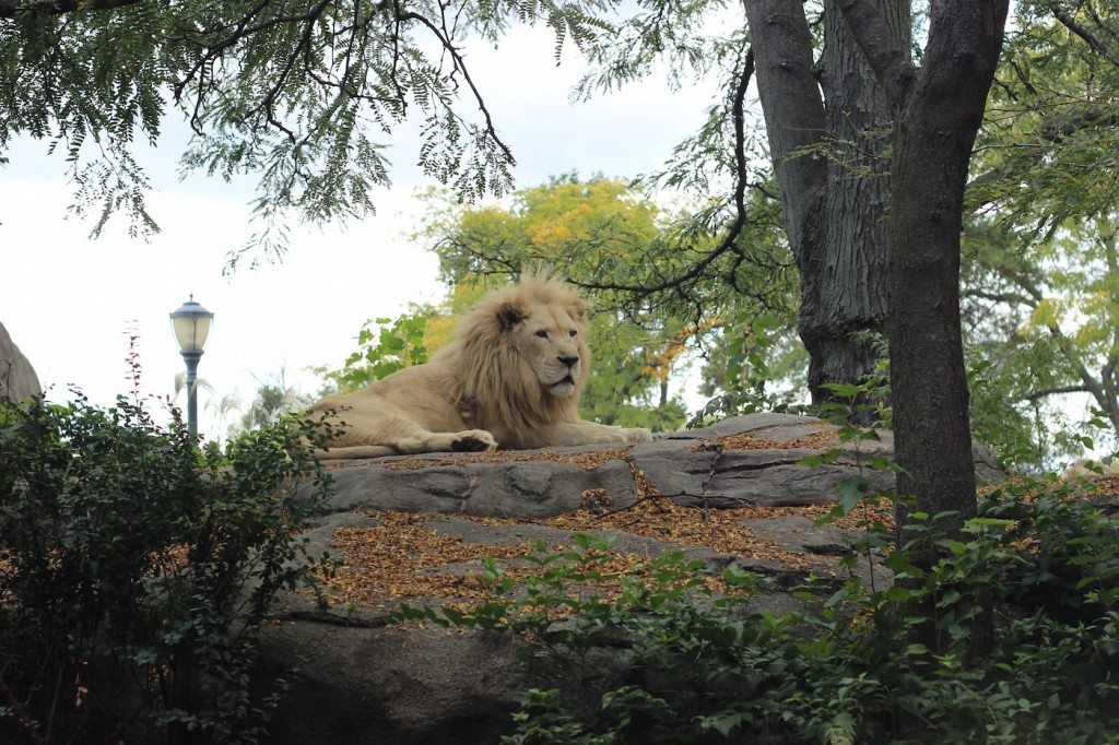 C S Lewis Letter Testifies Narnia's Lion as Christ